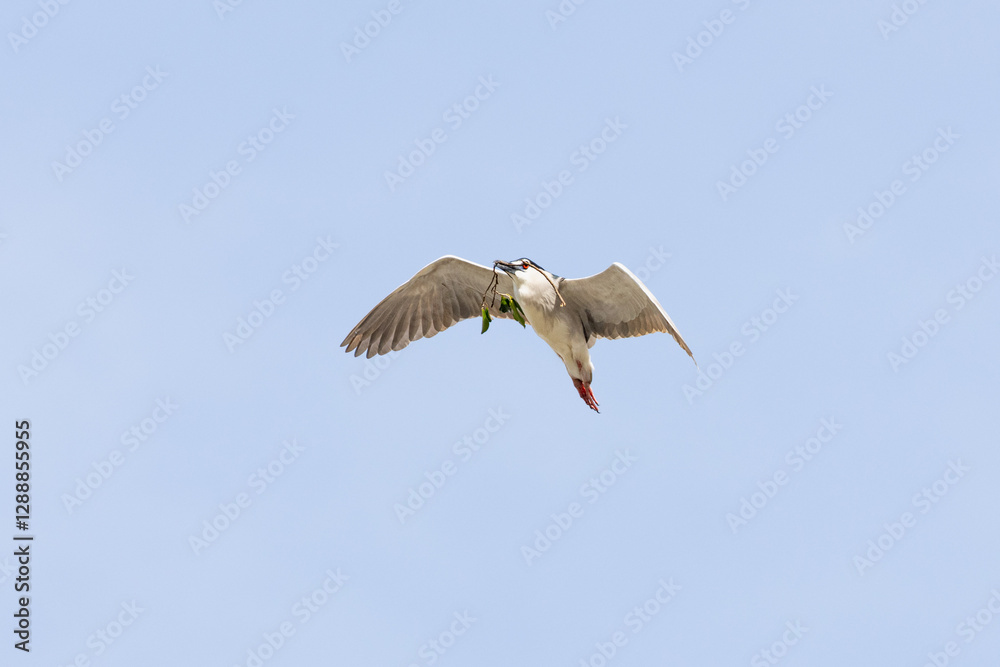 Obraz premium Black Crowned Night Heron bird flying with wings spread in Penang Malaysia