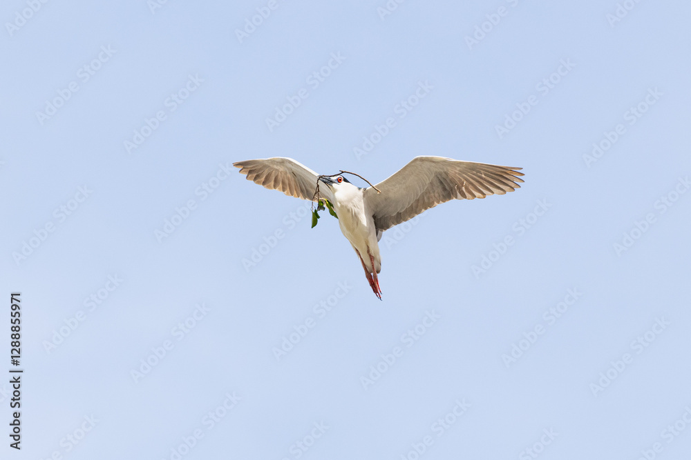 Fototapeta premium Black Crowned Night Heron bird flying with wings spread in Penang Malaysia