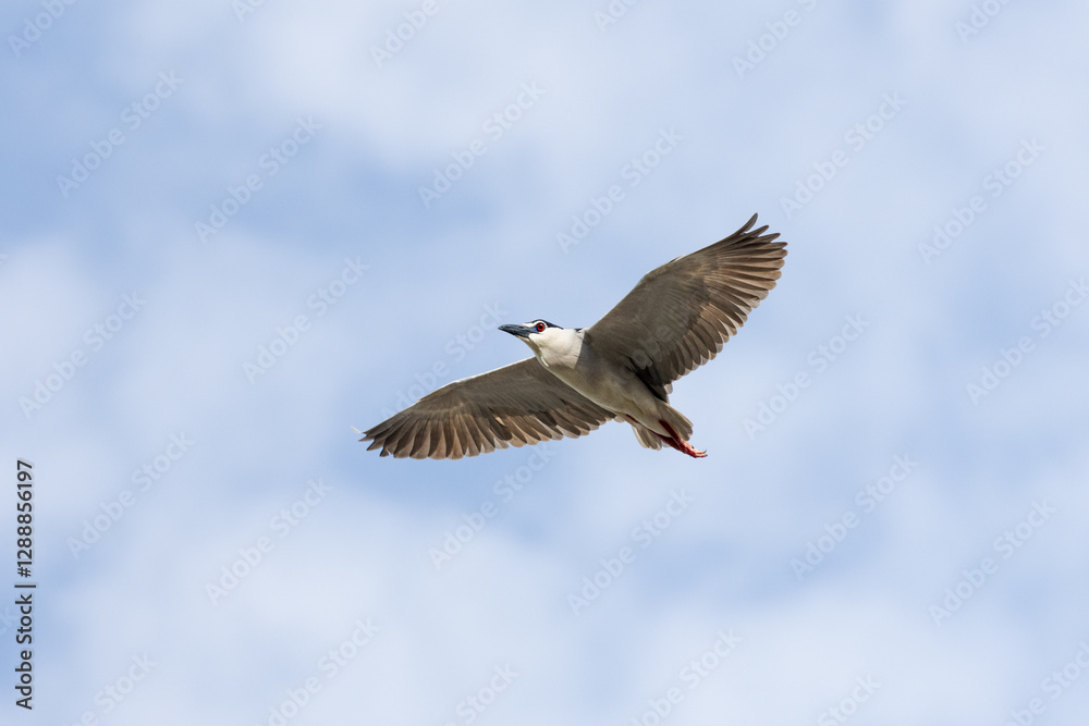 Fototapeta premium Black Crowned Night Heron bird flying with wings spread in Penang Malaysia