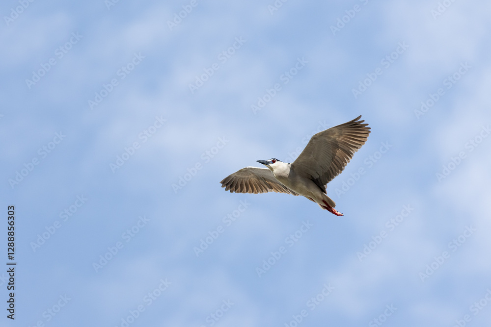 Obraz premium Black Crowned Night Heron bird flying with wings spread in Penang Malaysia