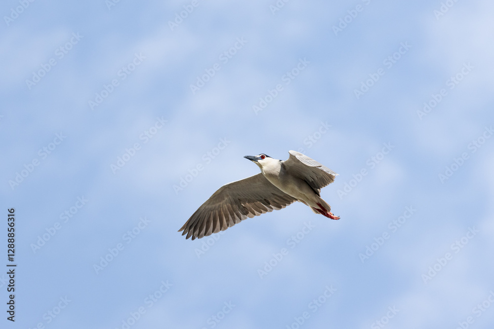 Obraz premium Black Crowned Night Heron bird flying with wings spread in Penang Malaysia