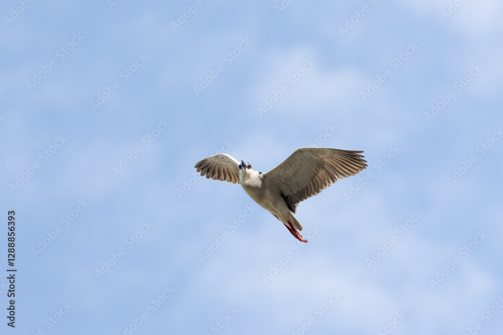 Obraz premium Black Crowned Night Heron bird flying with wings spread in Penang Malaysia