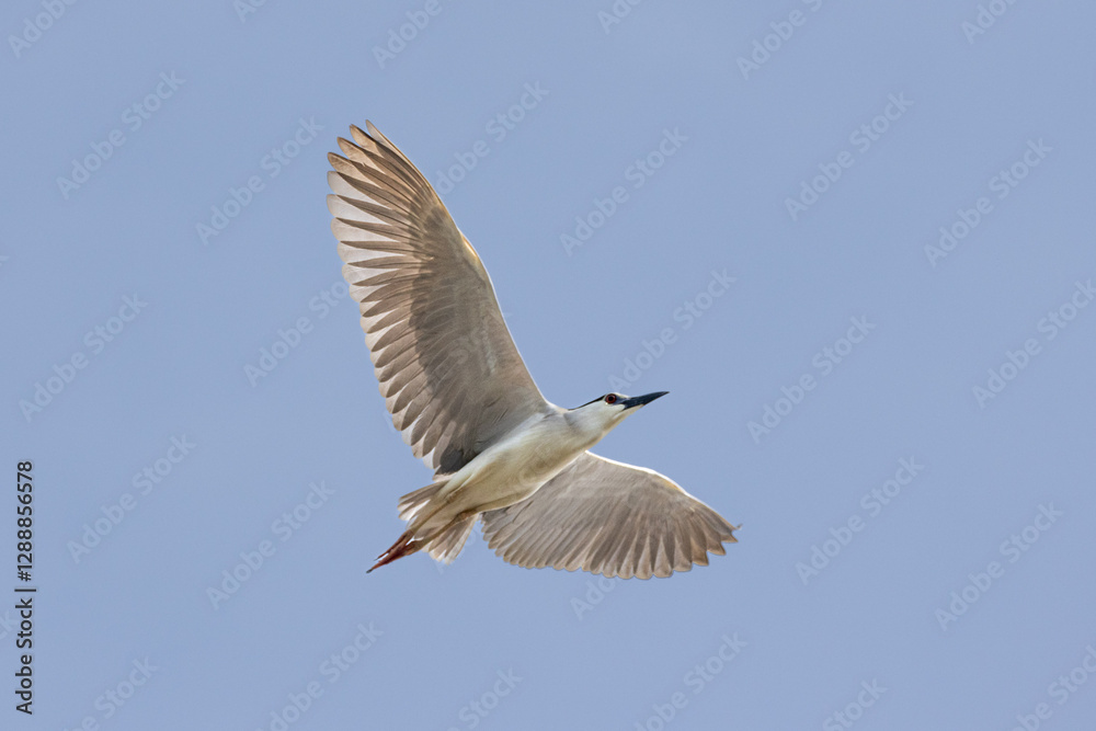 Fototapeta premium Black Crowned Night Heron bird flying with wings spread in Penang Malaysia