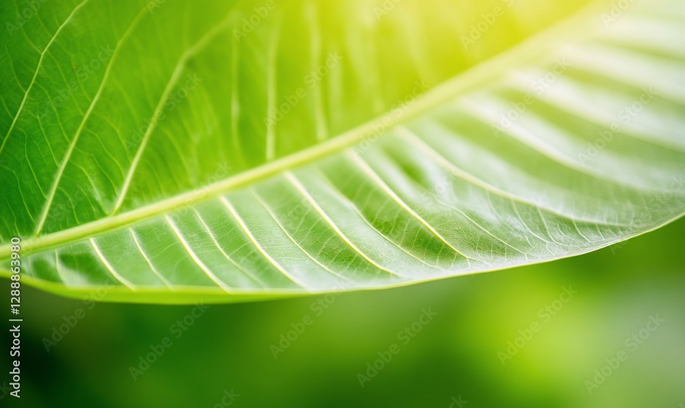 Close-up of a vibrant green leaf with sunlight. Close-up of a vibrant green leaf with sunlight.