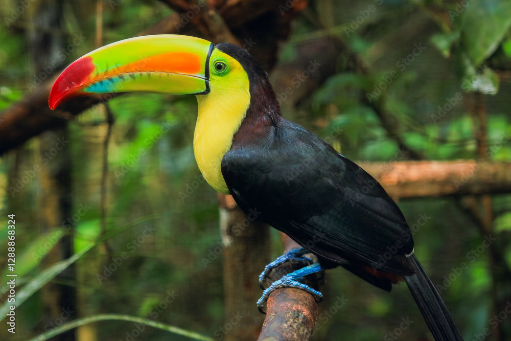 Colorful toucan perched in Belize Zoo surrounded by lush greenery and natural habitat Colorful toucan perched in Belize Zoo surrounded by lush greenery and natural habitat