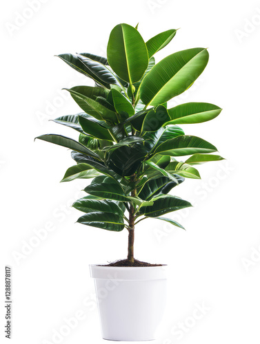 Wallpaper Mural Isolated Rubber Plant in Pot Torontodigital.ca