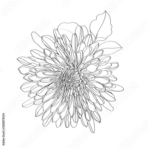  Black and white line illustration of daisy flowers on a white background. Flower chrysanthemum isolated on white