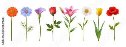 Blooming flowers with stem and leaves. Vector realistic style, isolated flora in blossom. Wildflowers and lily, chamomile and tulip, gerbera and violet, calla and poppy, romantic red rose