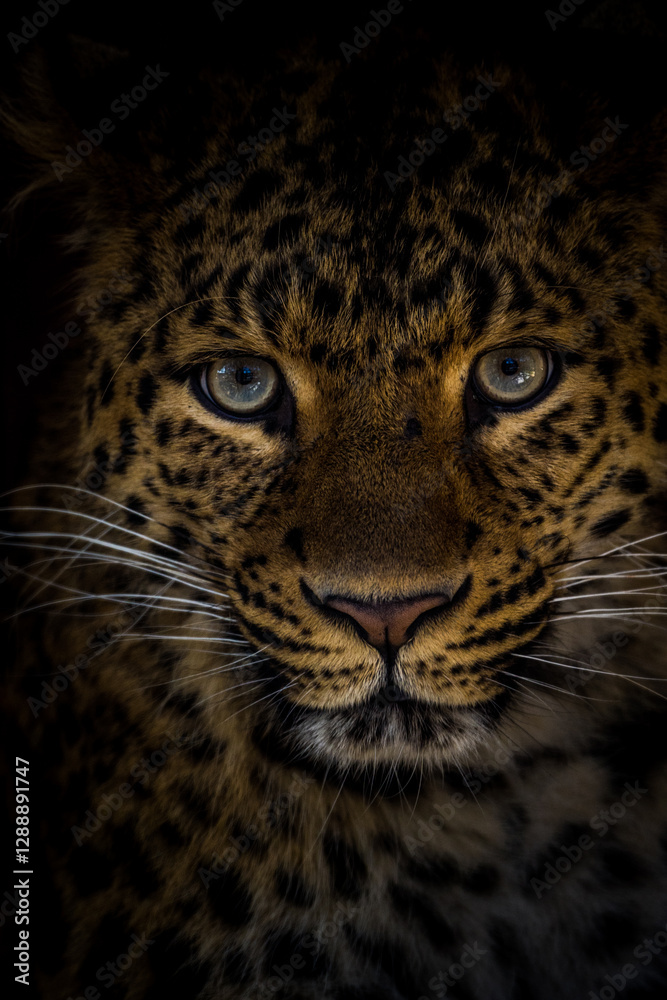 Fototapeta premium Chinese leopard portrait in nature park