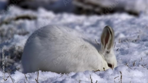 A fluffy white snowshoe hare hops through the snowy landscape, its fur blending perfectly with the frozen ground for natural camouflage.