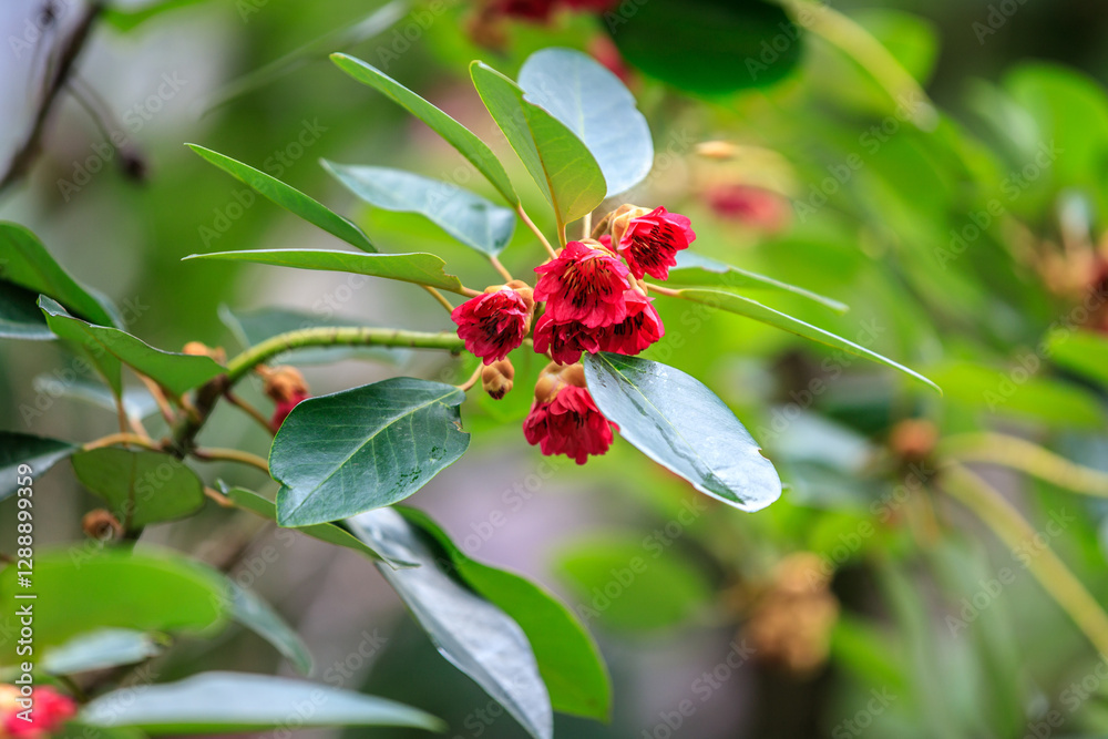 Crimson Flowers and Buds on a Lush Green Branch Crimson Flowers and Buds on a Lush Green Branch