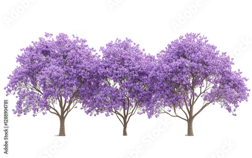 Full-bloom jacaranda trees on transparent or white background,png