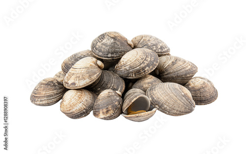 Fresh clams on transparent or white background,png