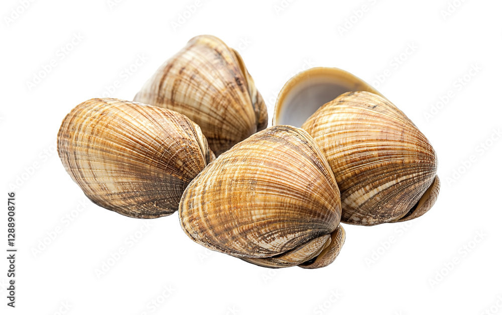 Fresh clams on transparent or white background,png