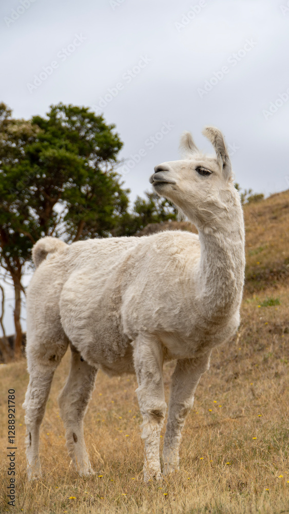 Fototapeta premium Chilean white animal similar to a camel (Llama)