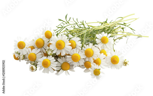 Fiori di camomilla flower on transparent or white background,png