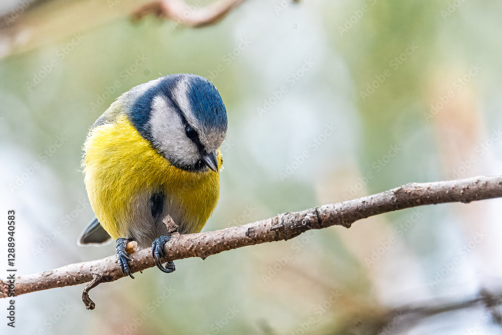 Fototapeta premium Una cinciarella (Cyanistes caeruleus), appollaiata su un sottile ramo, si guarda intorno prima di riprendere il volo. 