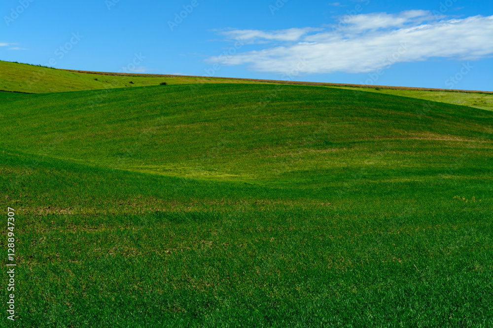 Obraz premium green field and blue sky