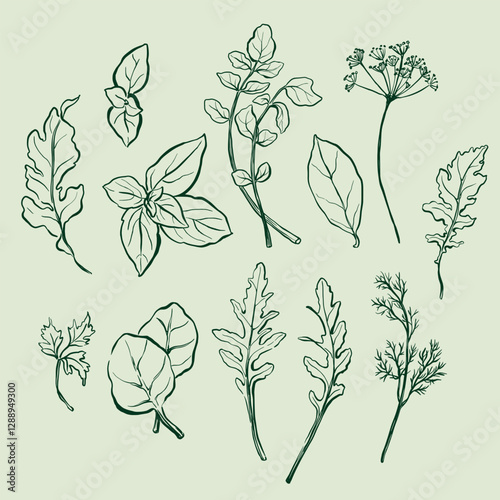 Vector vegetable doodle illustration of arugula, dill, basil, watercress, bay leaf and spinach. Hand-drawn harvest sketch. Tasty food for design, veggie market drawing print, fabric or background.