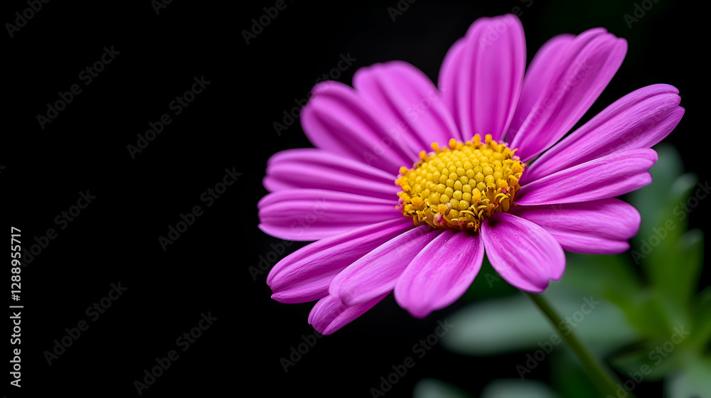 Obraz premium Pink Daisy Flower Close Up Dark Background