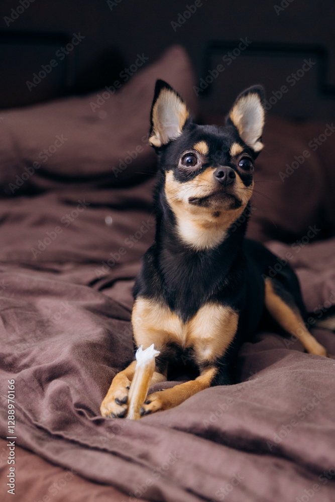 Amazing dog sitting under a blanket on the bed. Beautiful chihuahua. Amazing dog sitting under a blanket on the bed. Beautiful chihuahua.