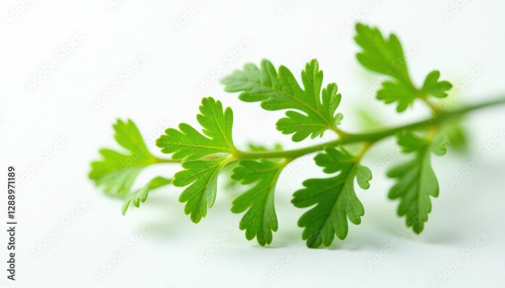 Freshly harvested wormwood plant on white background, botanical, leaves Freshly harvested wormwood plant on white background, botanical, leaves