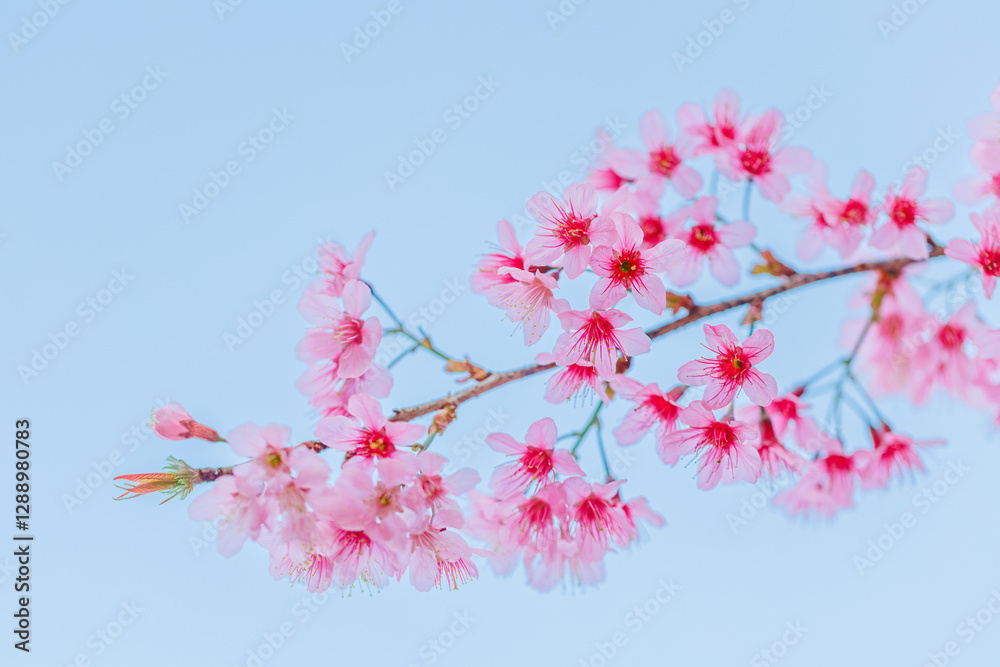 Beautiful Pink Cherry Blossom on nature background, Sakura flower blooming Beautiful Pink Cherry Blossom on nature background, Sakura flower blooming