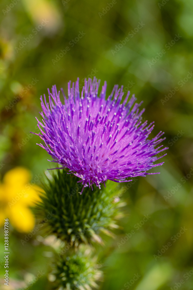 Pink thorny thistle flower on a blurred green background with copy space Pink thorny thistle flower on a blurred green background with copy space