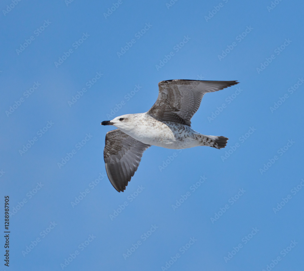 Obraz premium Juvenile seagull soaring in blue sky........
