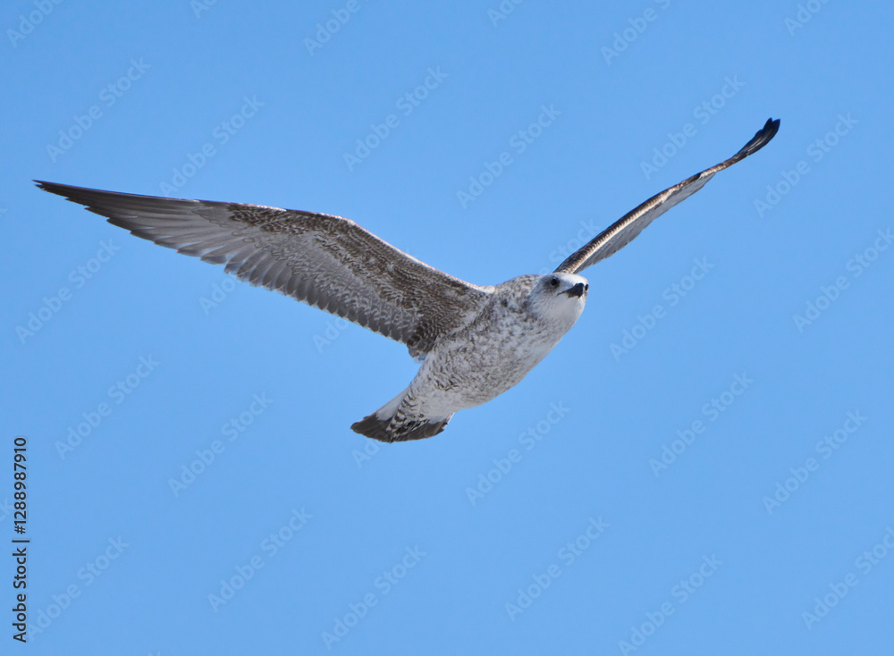 Obraz premium Juvenile seagull soaring in blue sky........