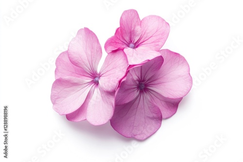 A detailed view of a pink flower on a white background, suitable for use in designs and illustrations where a small, delicate bloom is needed