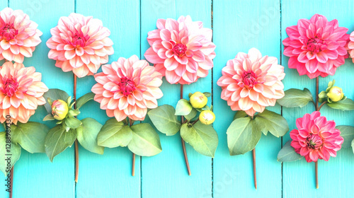 Wallpaper Mural Pink and Coral Dahlias on Aqua Blue Wooden Background Torontodigital.ca
