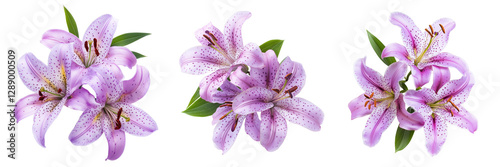 Set of A bouquet of fresh violet alstroemeria flowers arranged naturally on transparent png background. Ai generated