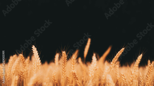 Serene autumn wheat field with golden chaff against a dark background