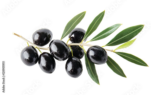  Black olives on branch on transparent or white background,png photo