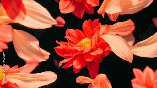 Vibrant red and yellow dahlia petals falling against dark background photo