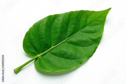 An isolated anacardium occidentale leaf against a plain white background, leaf, photo