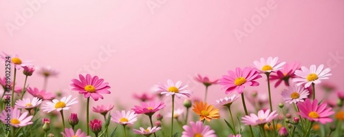 Pink daisies blooming in a lush meadow on a light pink background, meadow, flowers, blossoms
