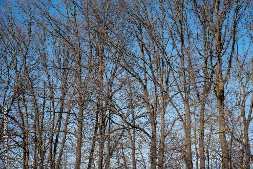 Bare trees against blue sky on a winter day Bare trees against blue sky on a winter day