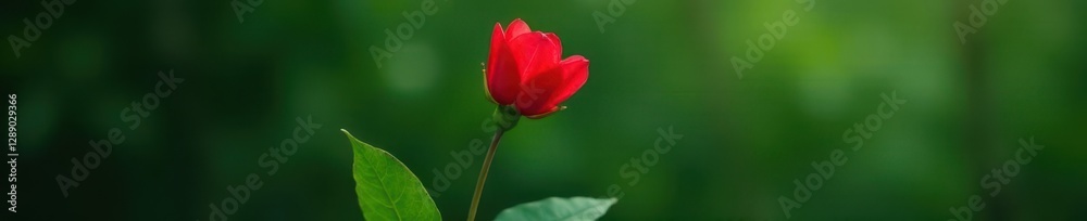 Fototapeta premium An elegant red bloom emerging from a green leaf stem, greenery, botanical, foliage