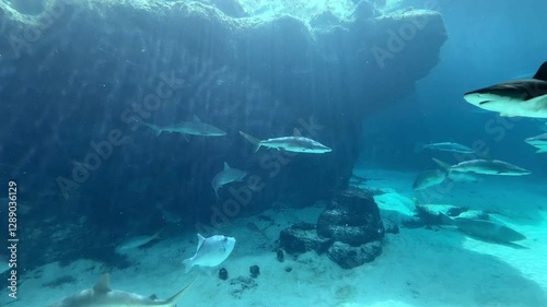 Sharks Swimming 