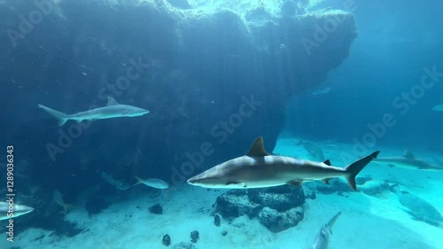 Sharks Swimming 