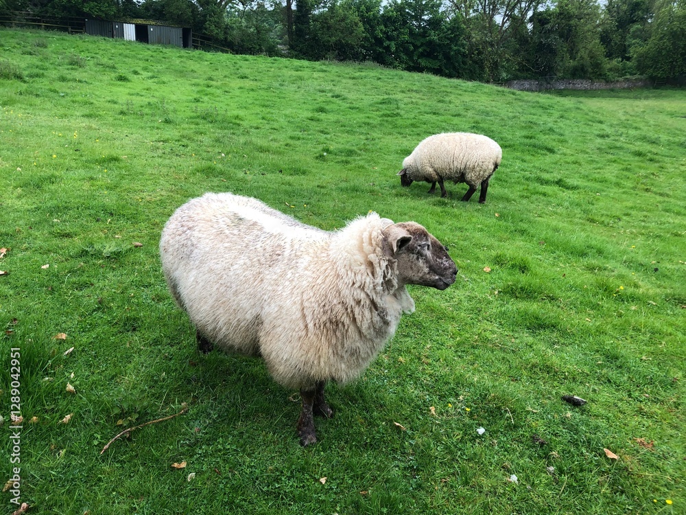 Obraz premium Irish Sheep