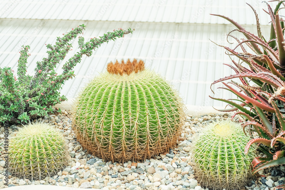 Collection of various cactus and succulent plants in the desert,cactus in the rays of the sun,Giant cactus forest in the desert,succulent plant background,National Park,southeastern.. Collection of various cactus and succulent plants in the desert,cactus in the rays of the sun,Giant cactus forest in the desert,succulent plant background,National Park,southeastern..