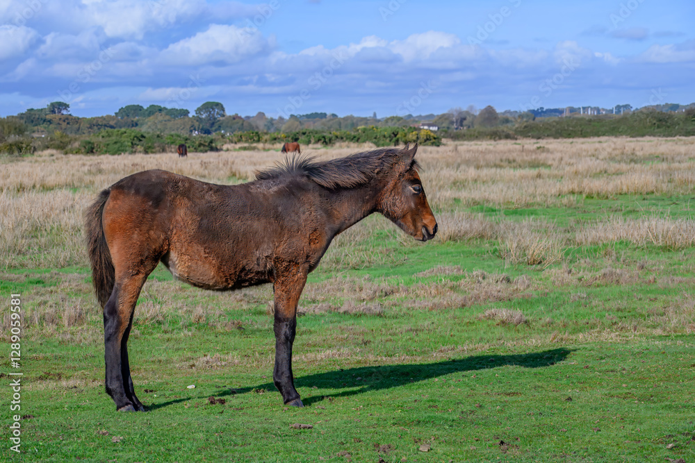 Fototapeta premium New Forest Pony with shadow on marshland at Lymington Hampshire England