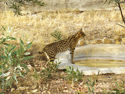 Serval Wild Big Cat photo