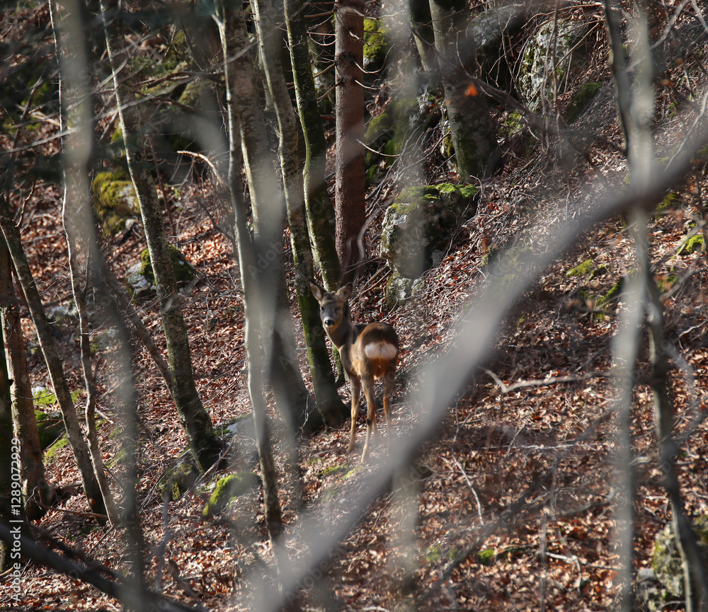 camouflaged young roe deer looking around warily in the dense forest in autumn camouflaged young roe deer looking around warily in the dense forest in autumn
