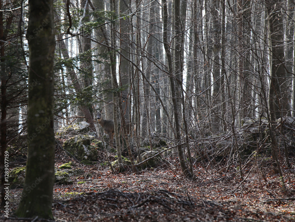 Fototapeta premium difficult to find, very well camouflaged young roe deer among the trees of the dense forest