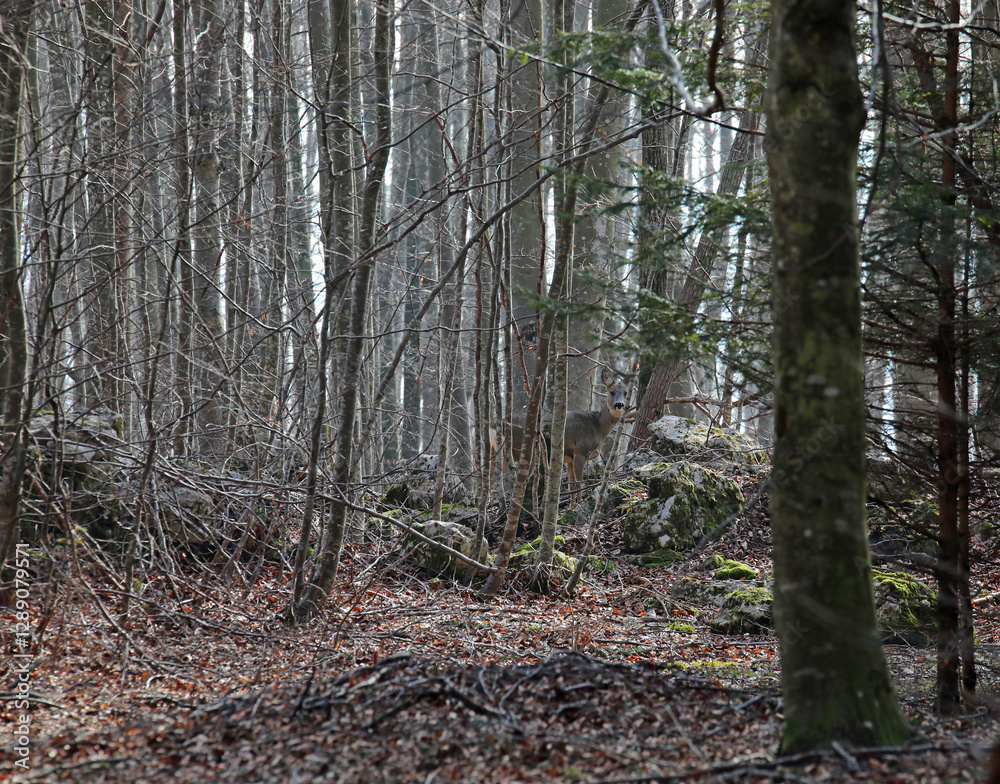 Obraz premium very well camouflaged roe deer in the woods in autumn, difficult to see