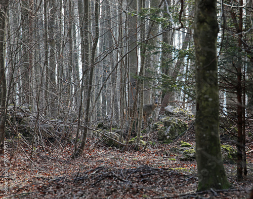 very well camouflaged roe deer in the woods in autumn, difficult to see photo